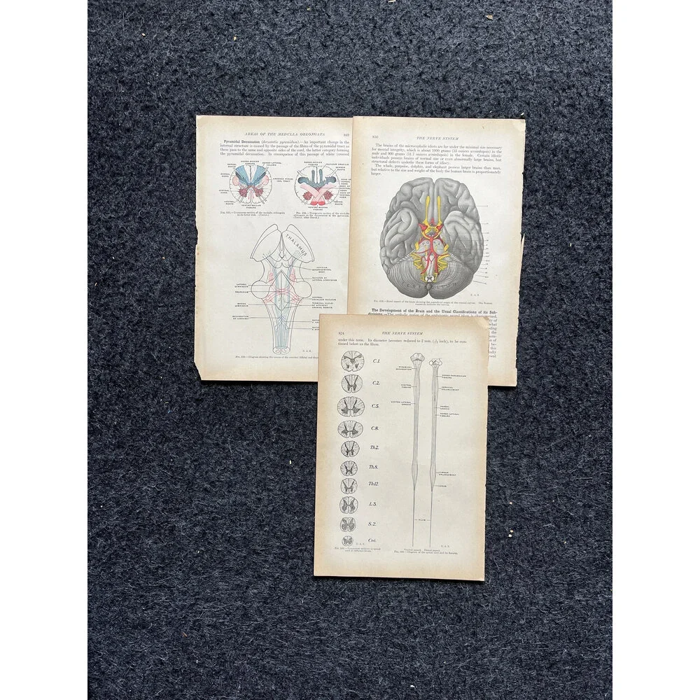 Original 1913 Anatomy Pages of Human Body, Anatomy Physiology Textbook Gifts, T